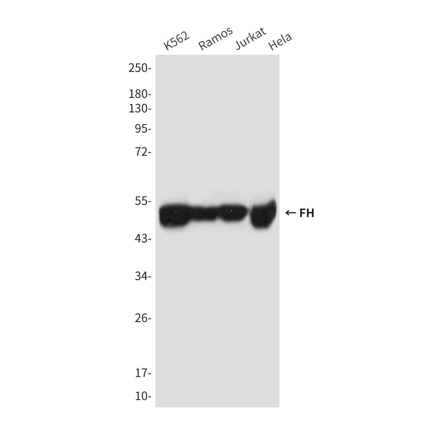 FH (2A3) Mouse mAb