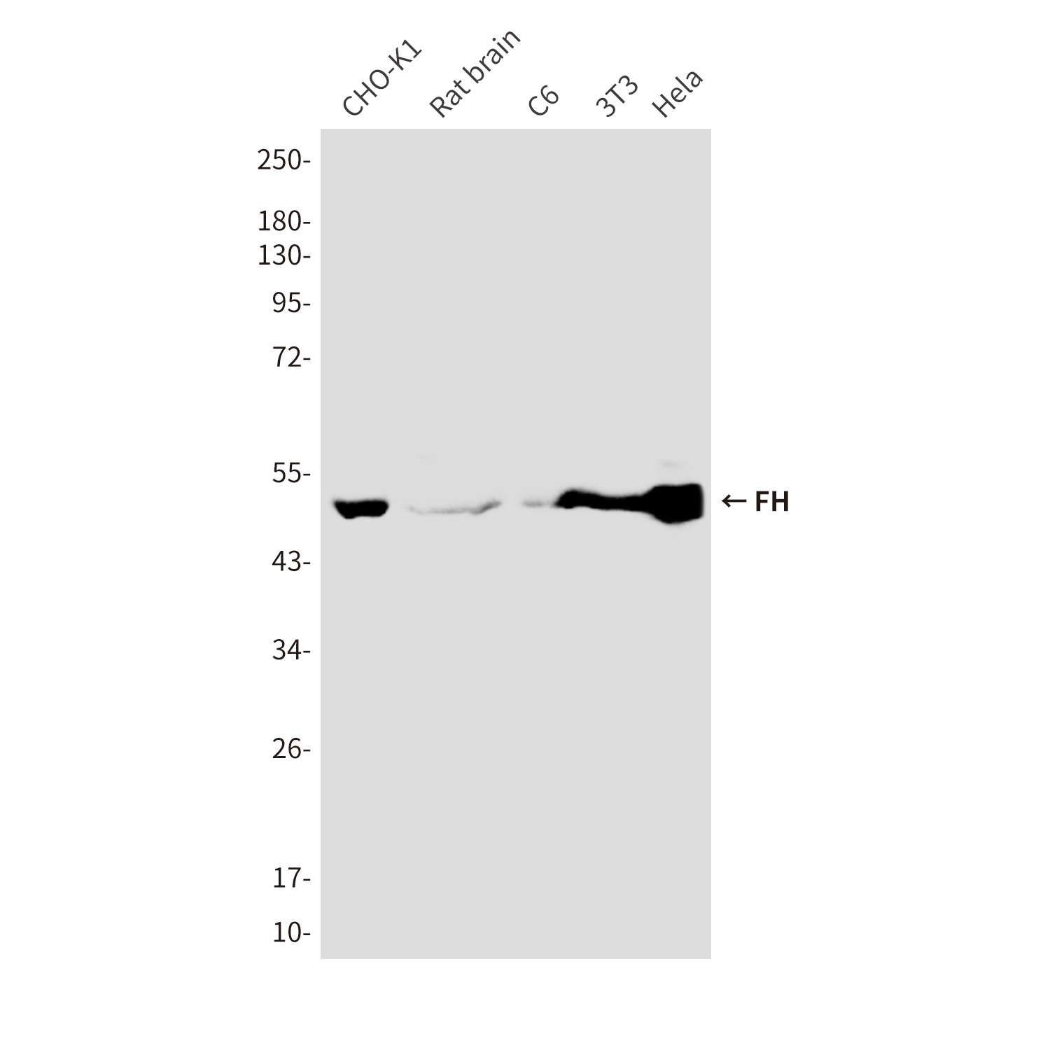 FH (2A3) Mouse mAb