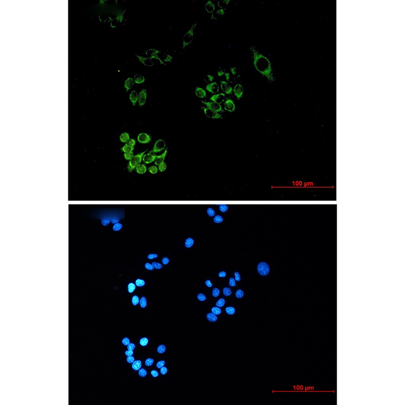 FH (2A3) Mouse mAb