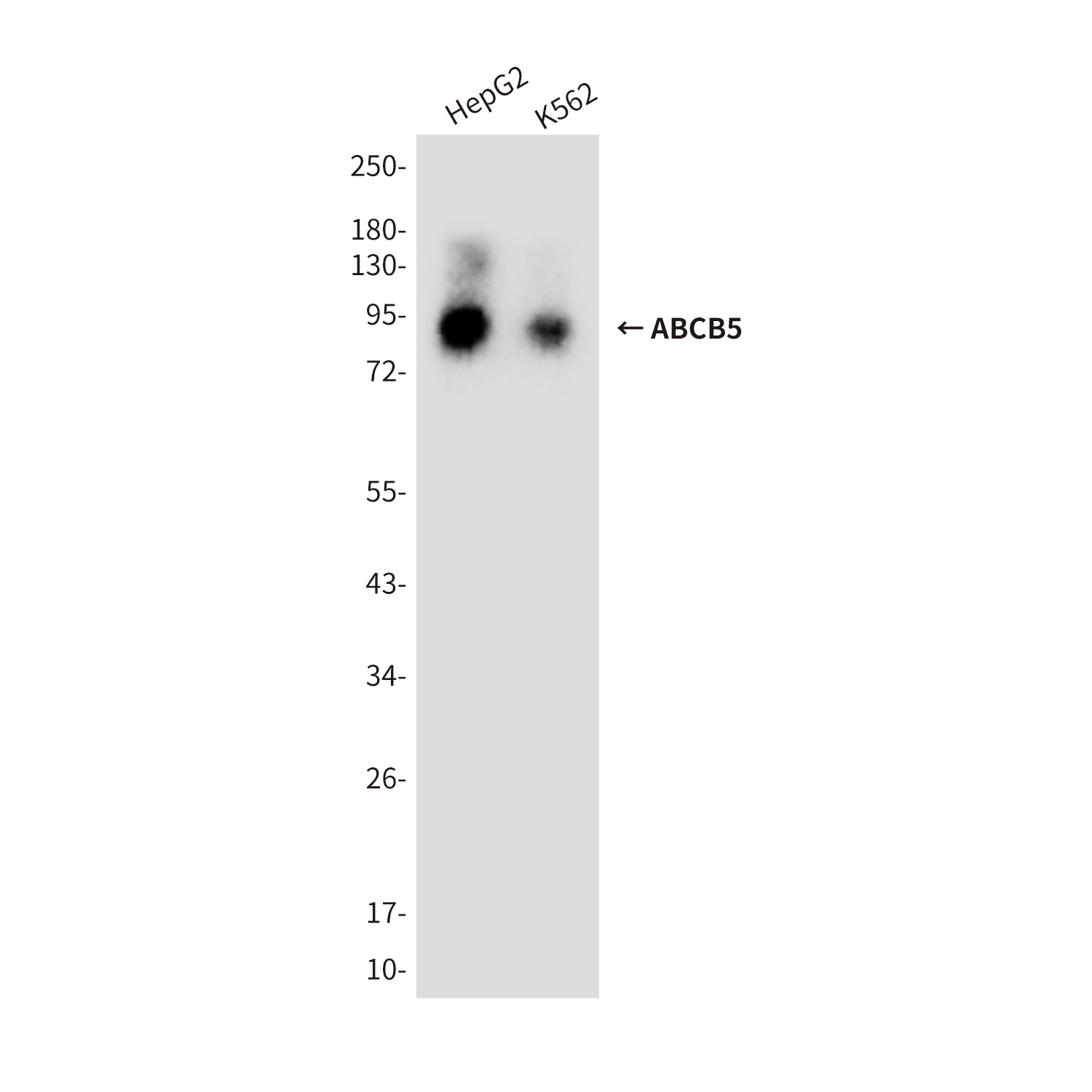 ABCB5 (8D2) Mouse mAb
