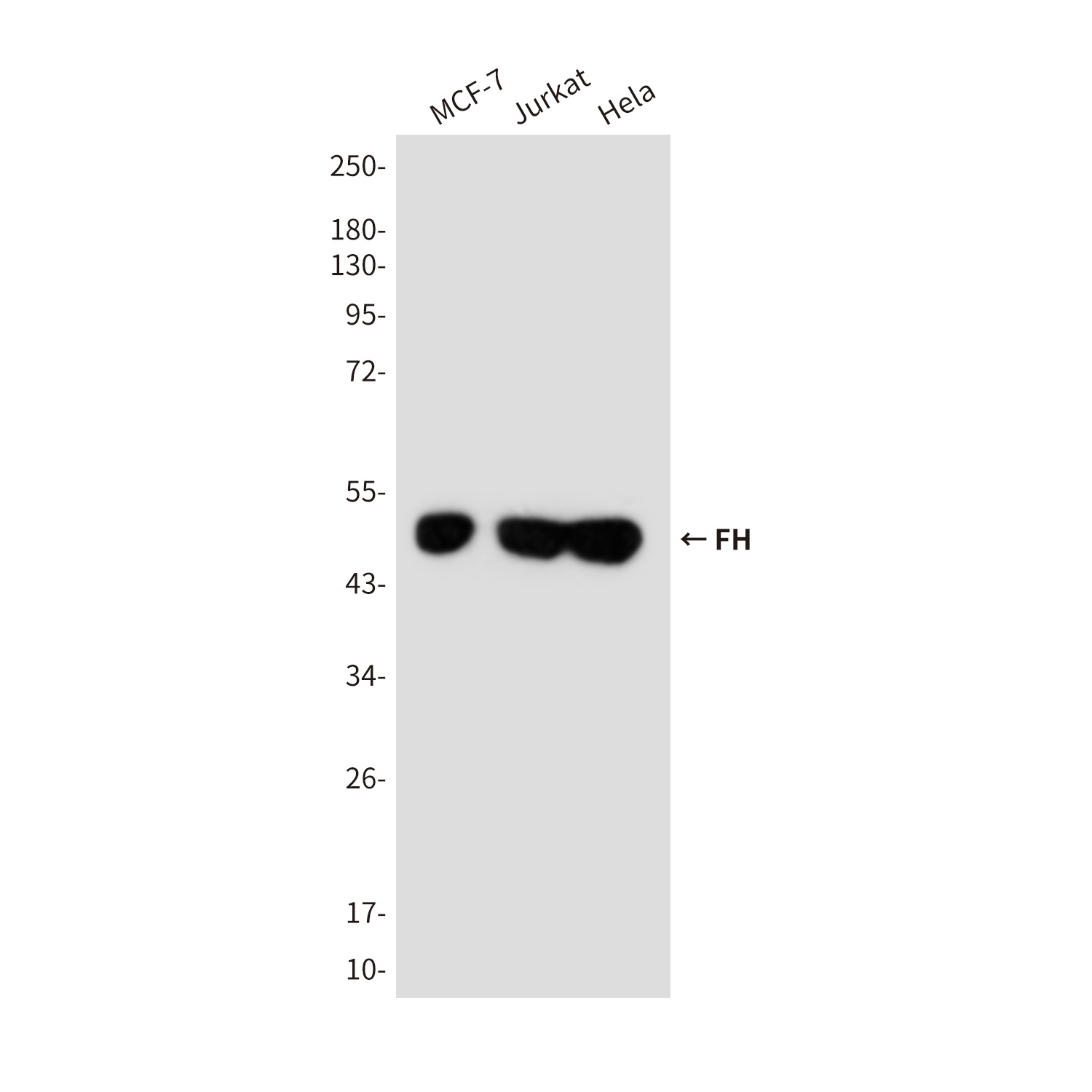 FH Antibody