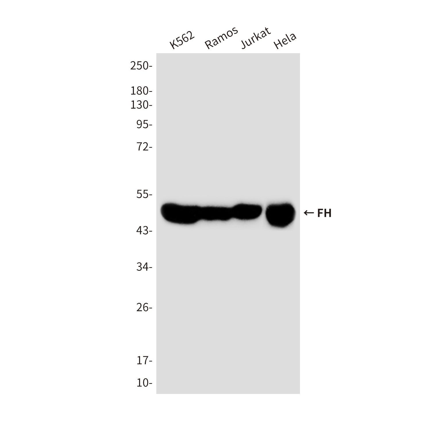 FH Antibody