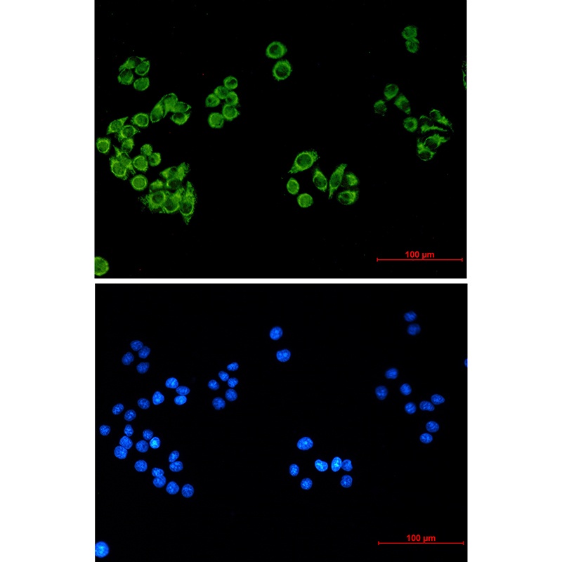 FH Antibody