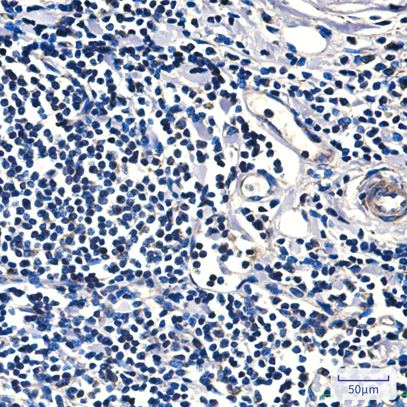 FH Antibody
