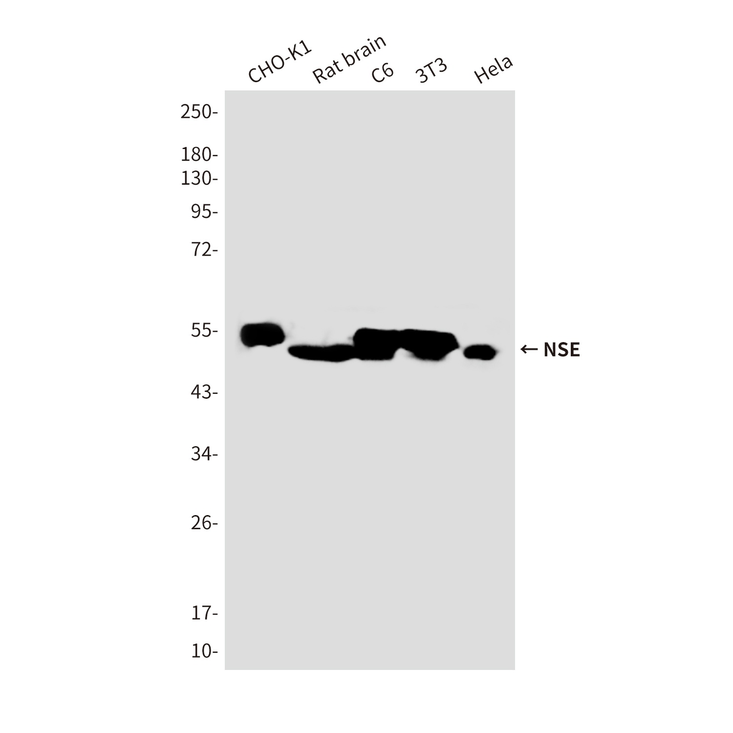 NSE (4C7) Mouse mAb
