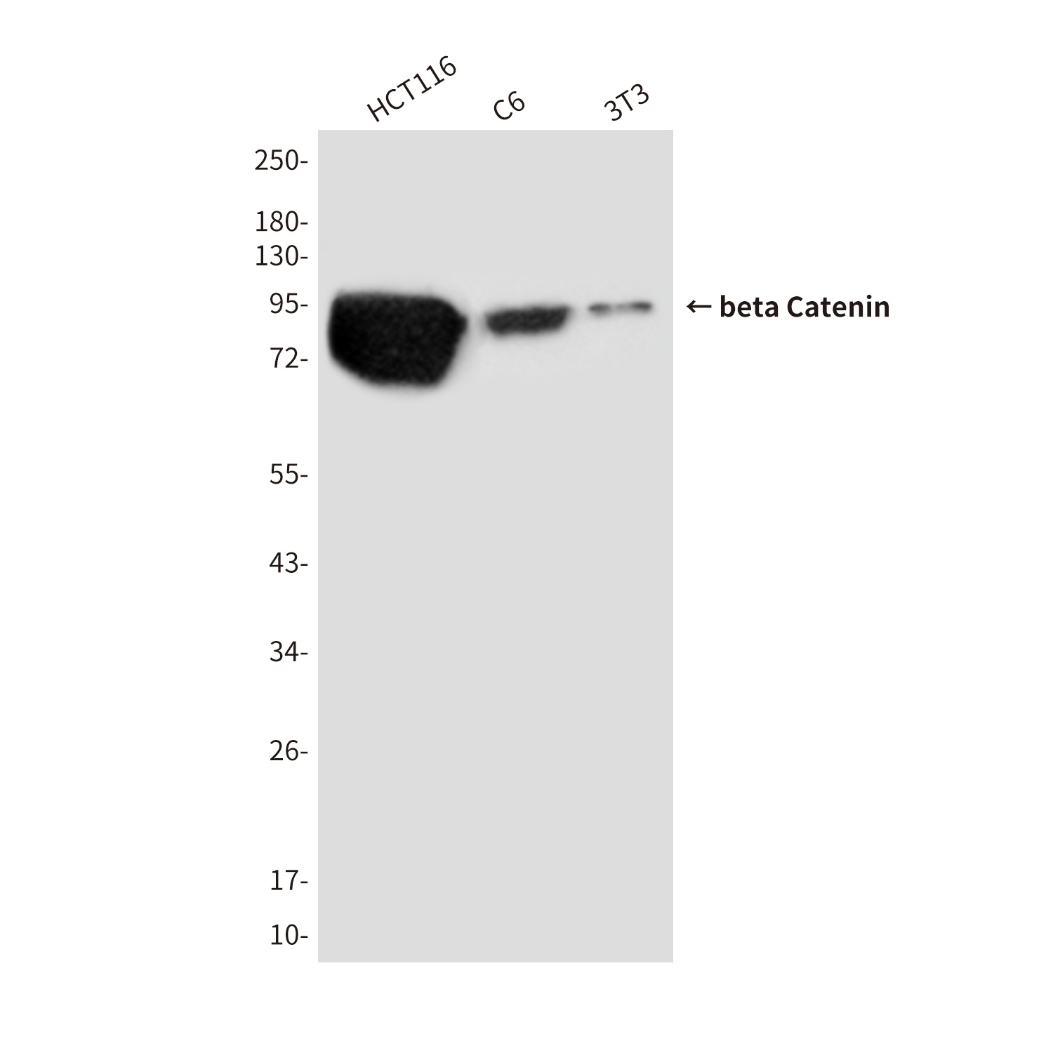CTNNB1 Antibody