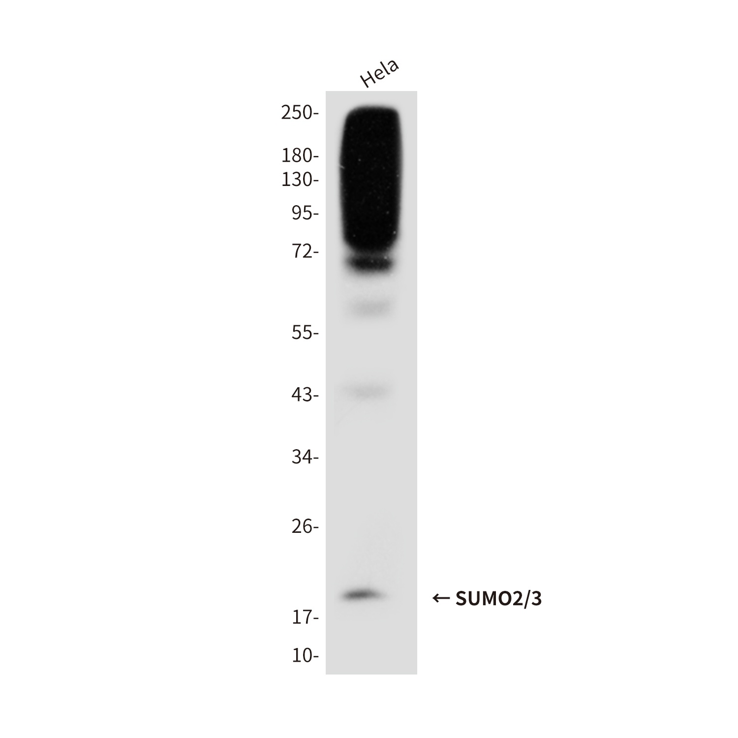SUMO2/3 Mouse Monoclonal Antibody