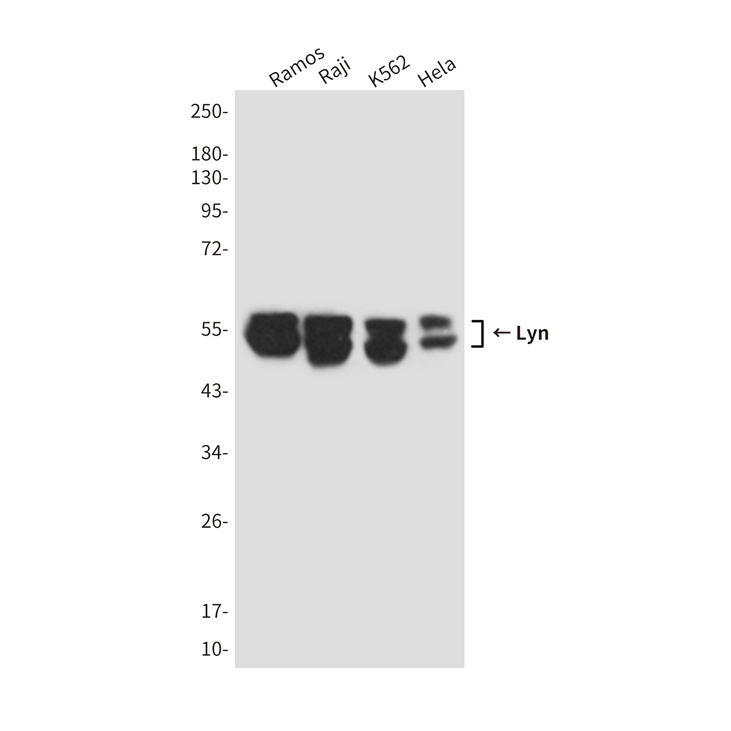 Lyn (1C8) Mouse mAb