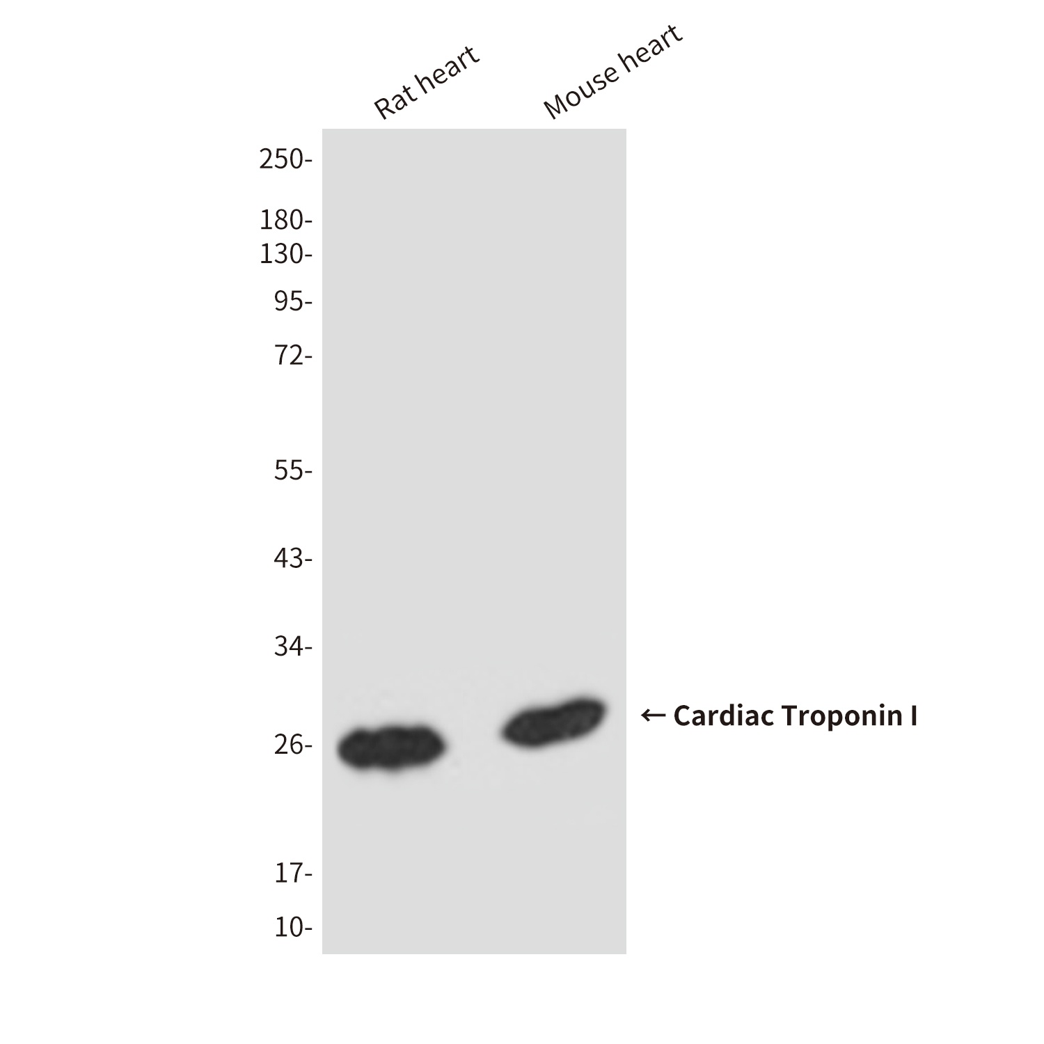 TNNI3 Antibody