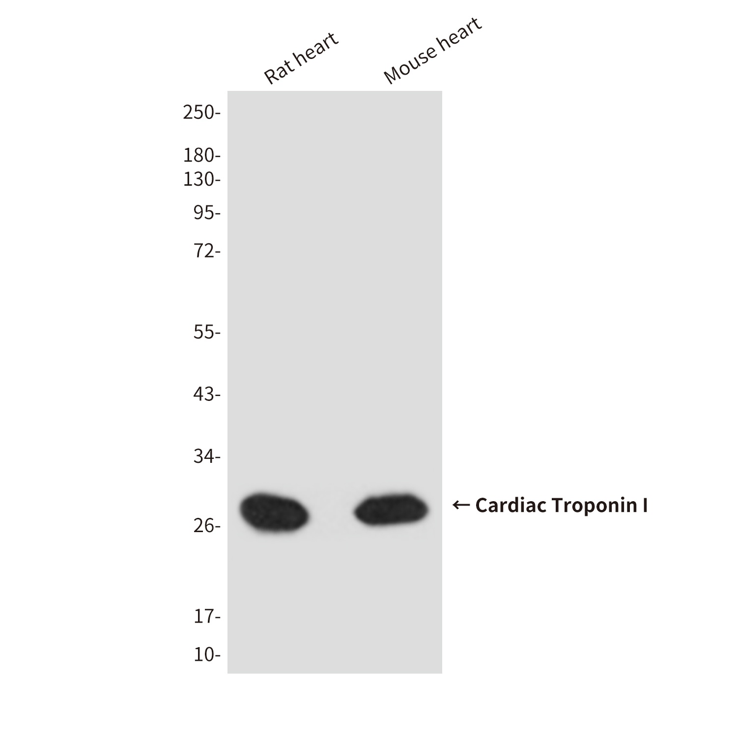 TNNI3 Antibody