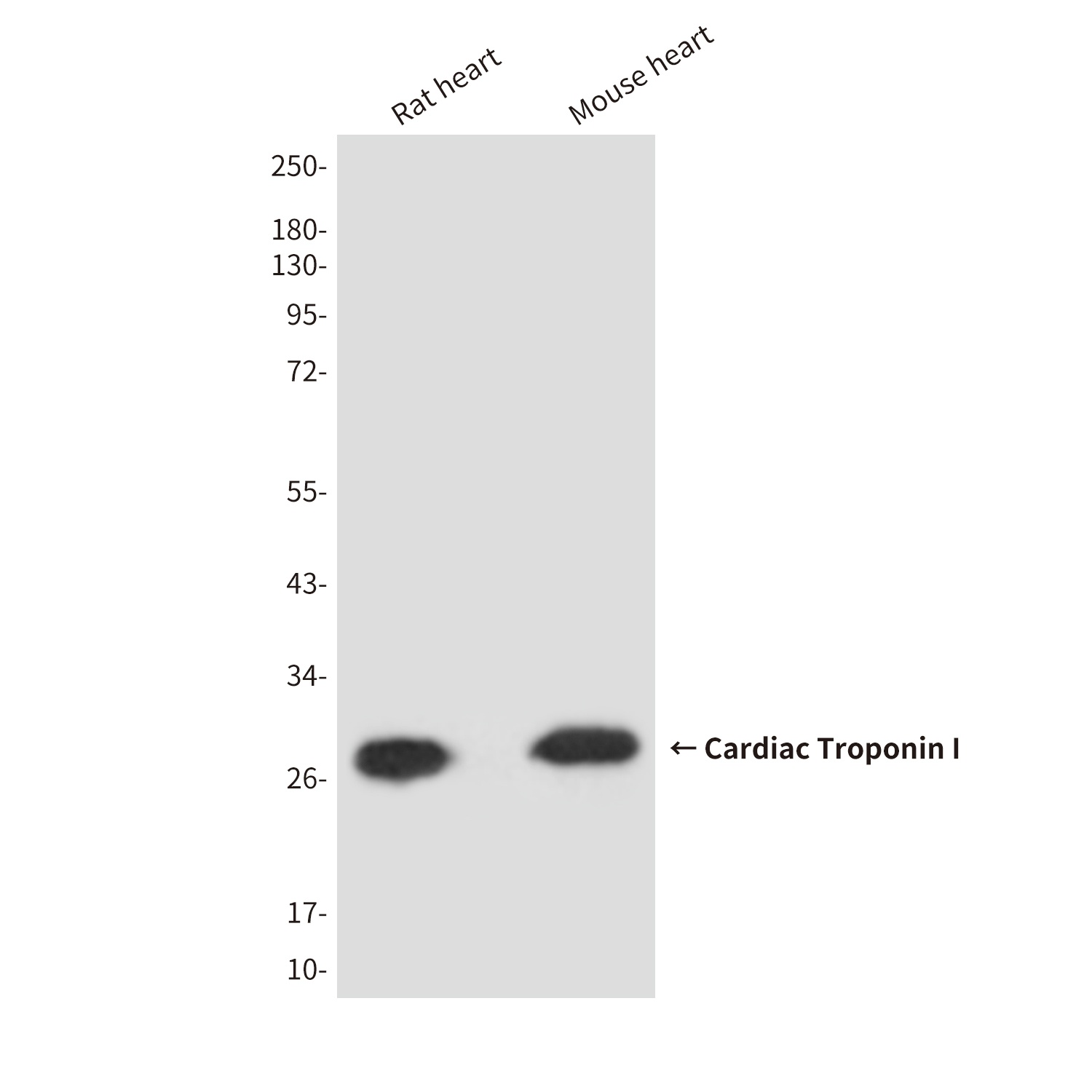 TNNI3 Antibody