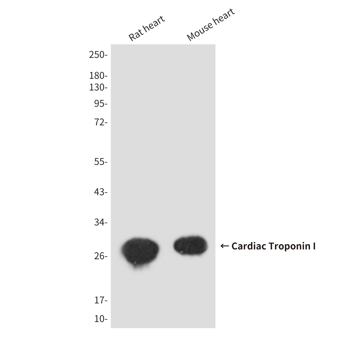 TNNI3 Antibody