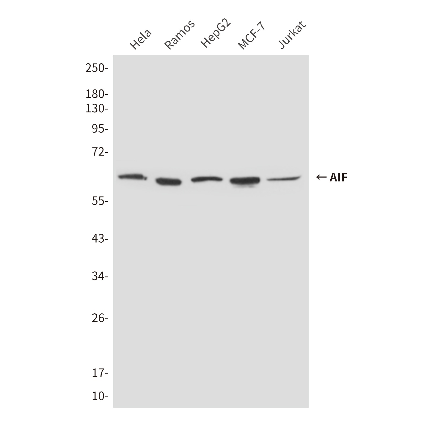 AIF (8H1) Mouse mAb
