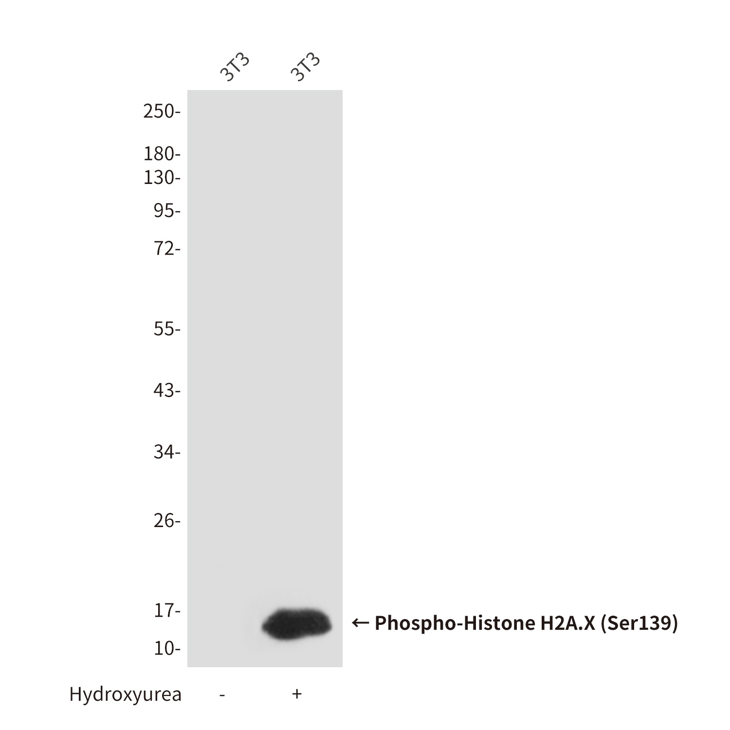 Phospho-Histone H2A.X (Ser139) (7G9) Mouse mAb