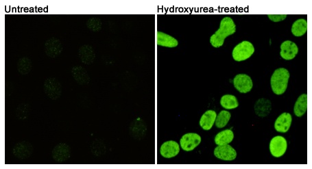 Phospho-Histone H2A.X (Ser139) (7G9) Mouse mAb