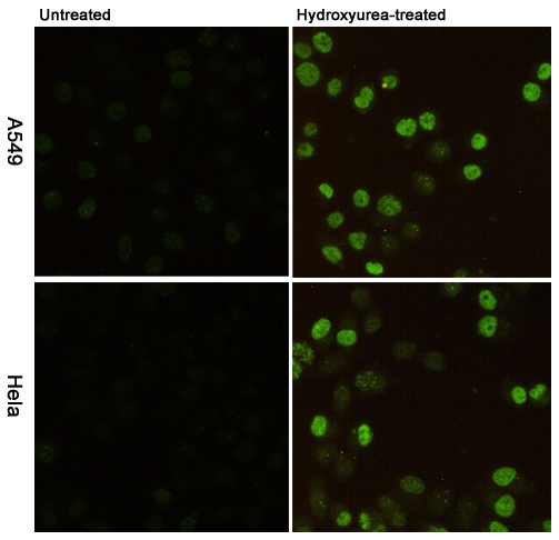 Phospho-Histone H2A.X (Ser139) (7G9) Mouse mAb