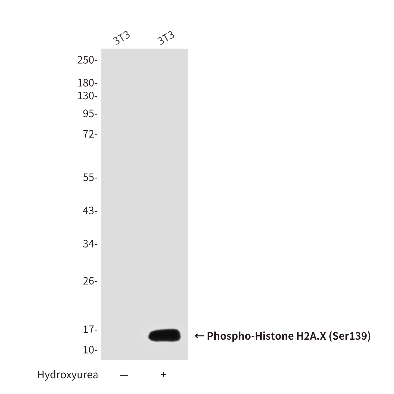 Phospho-Histone H2A.X (Ser139) (2A9) Mouse mAb