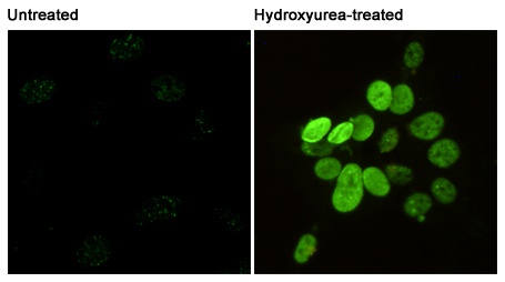 Phospho-Histone H2A.X (Ser139) (2A9) Mouse mAb