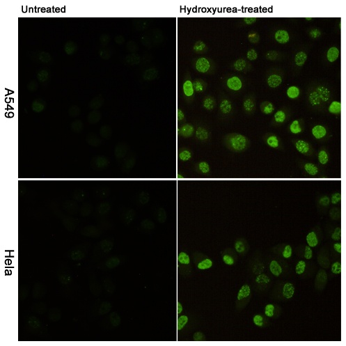 Phospho-Histone H2A.X (Ser139) (2A9) Mouse mAb
