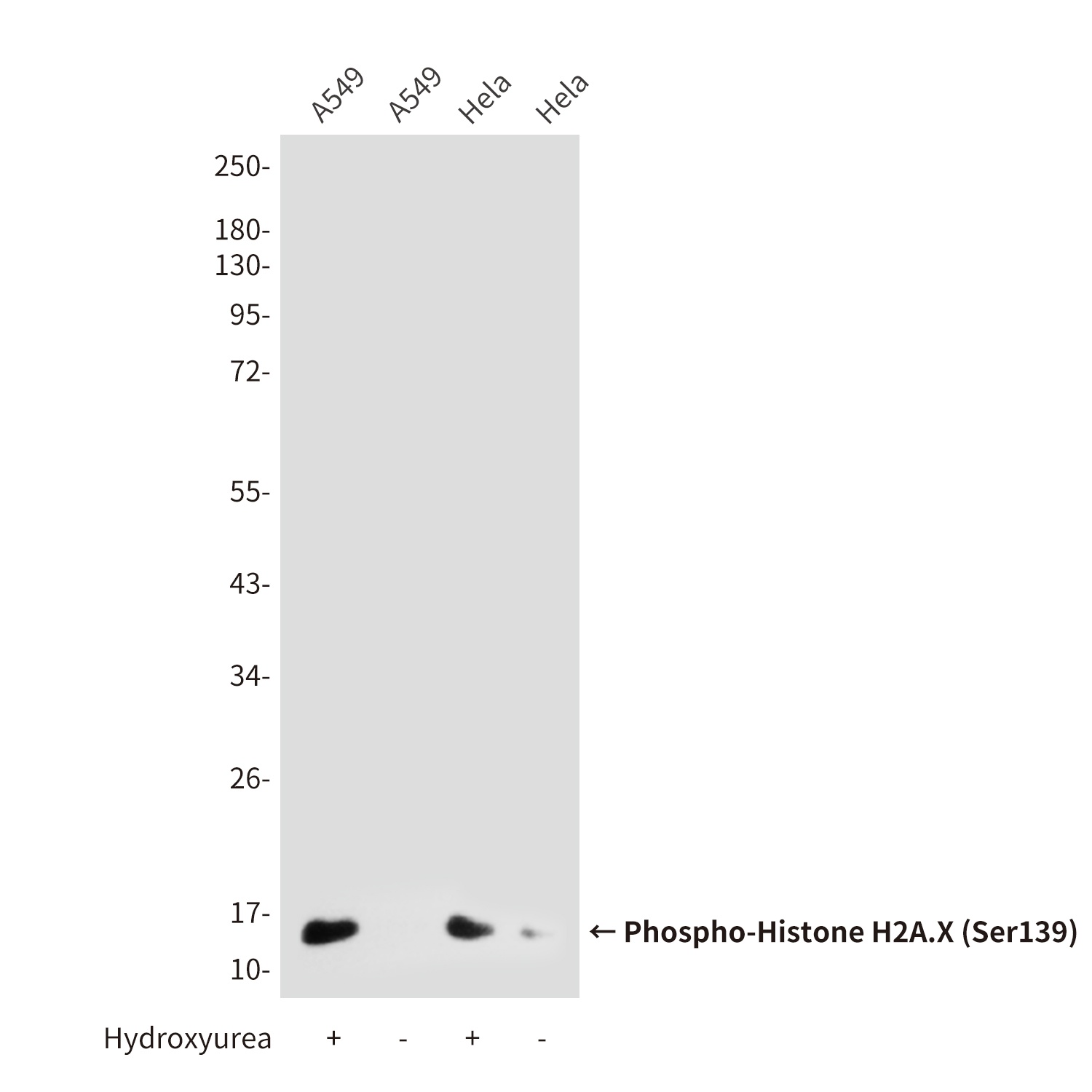 Phospho-Histone H2A.X (Ser139) (2A9) Mouse mAb