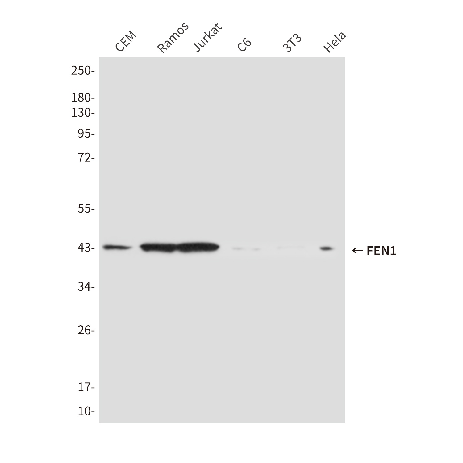 FEN1 Mouse Monoclonal Antibody