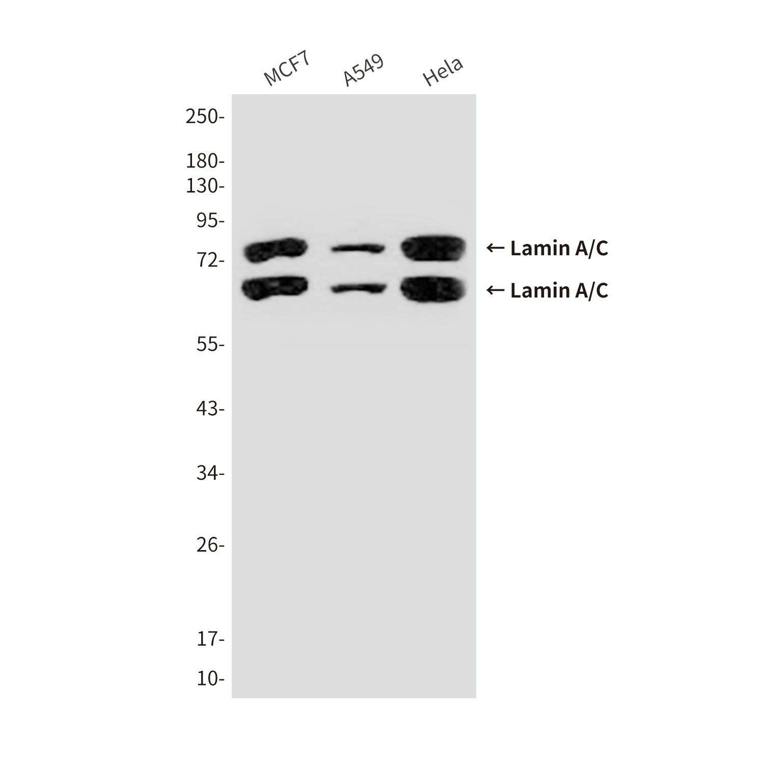 Lamin A/C (5D12) Mouse mAb