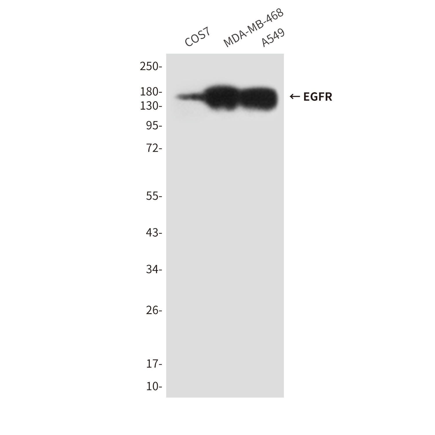 EGFR (5E10) Mouse mAb