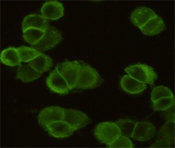 EGFR (5E10) Mouse mAb