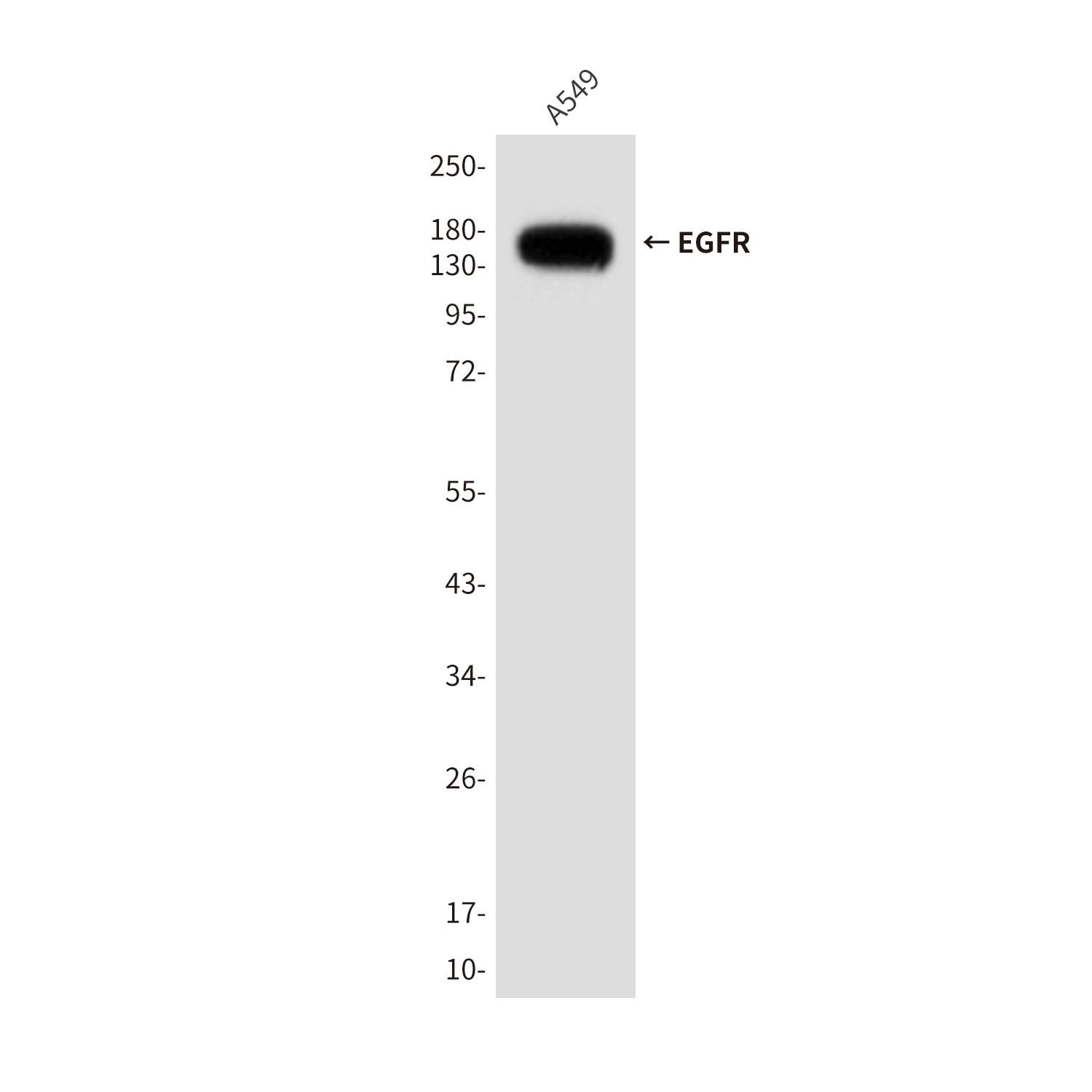 EGFR (1A11) Mouse mAb