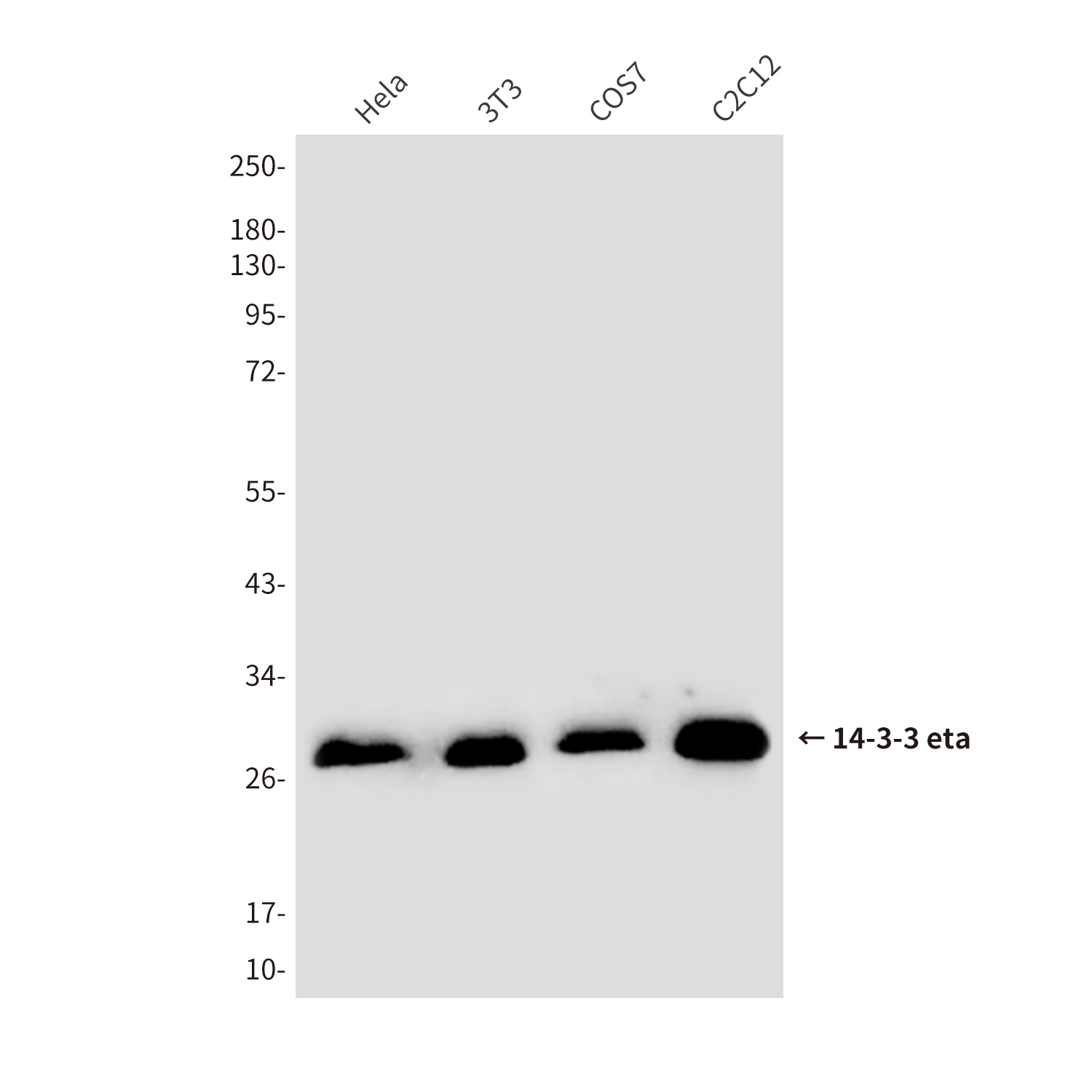 14-3-3 eta/YWHAH Mouse Monoclonal Antibody