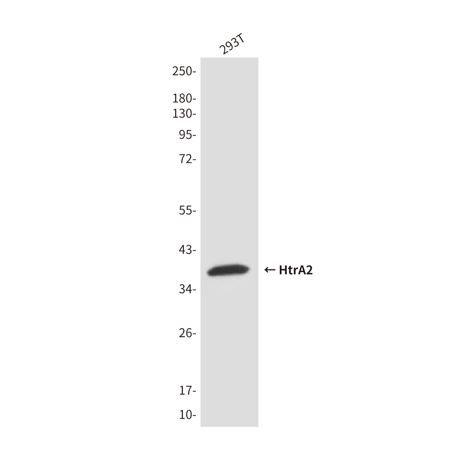 HTRA2 Antibody