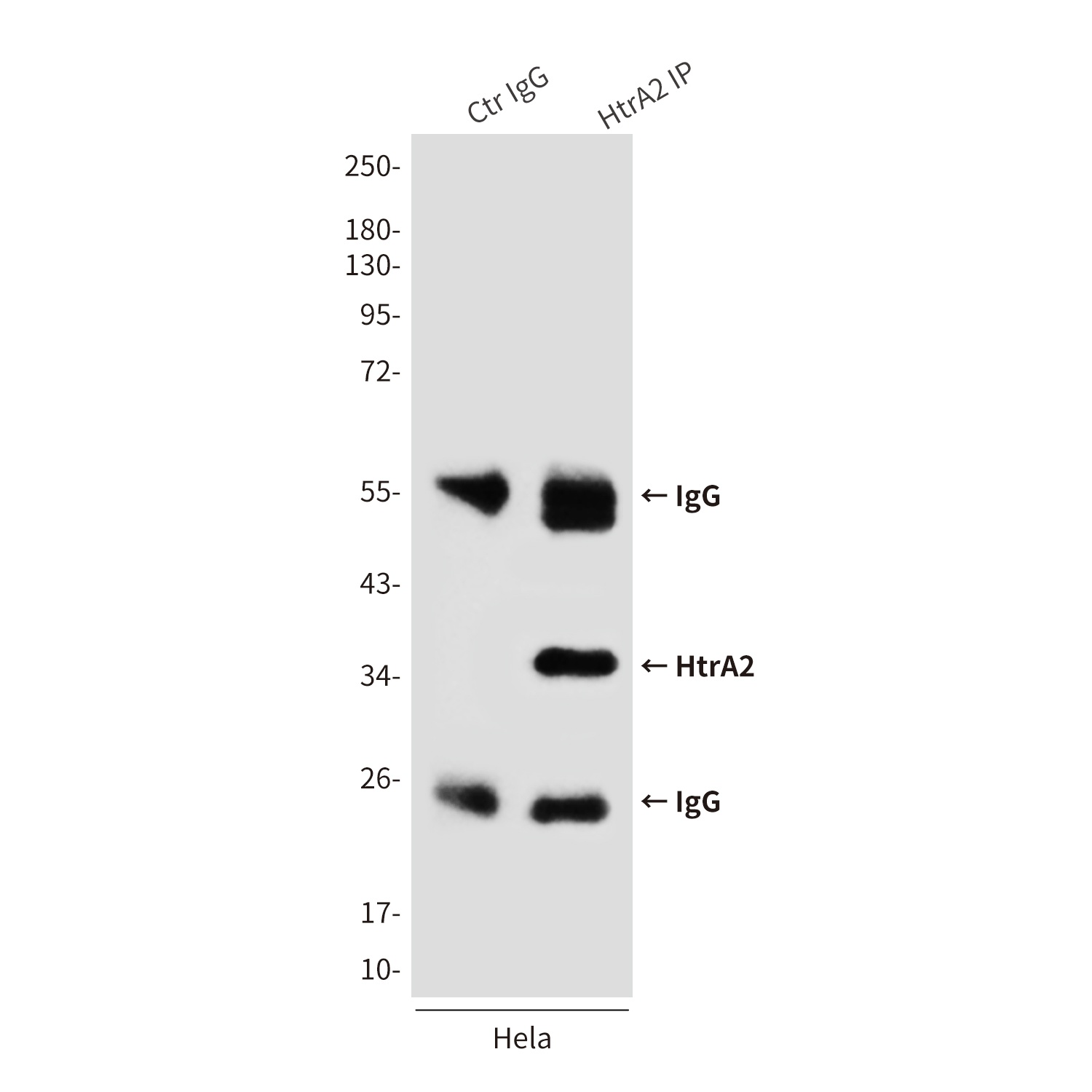 HTRA2 Antibody