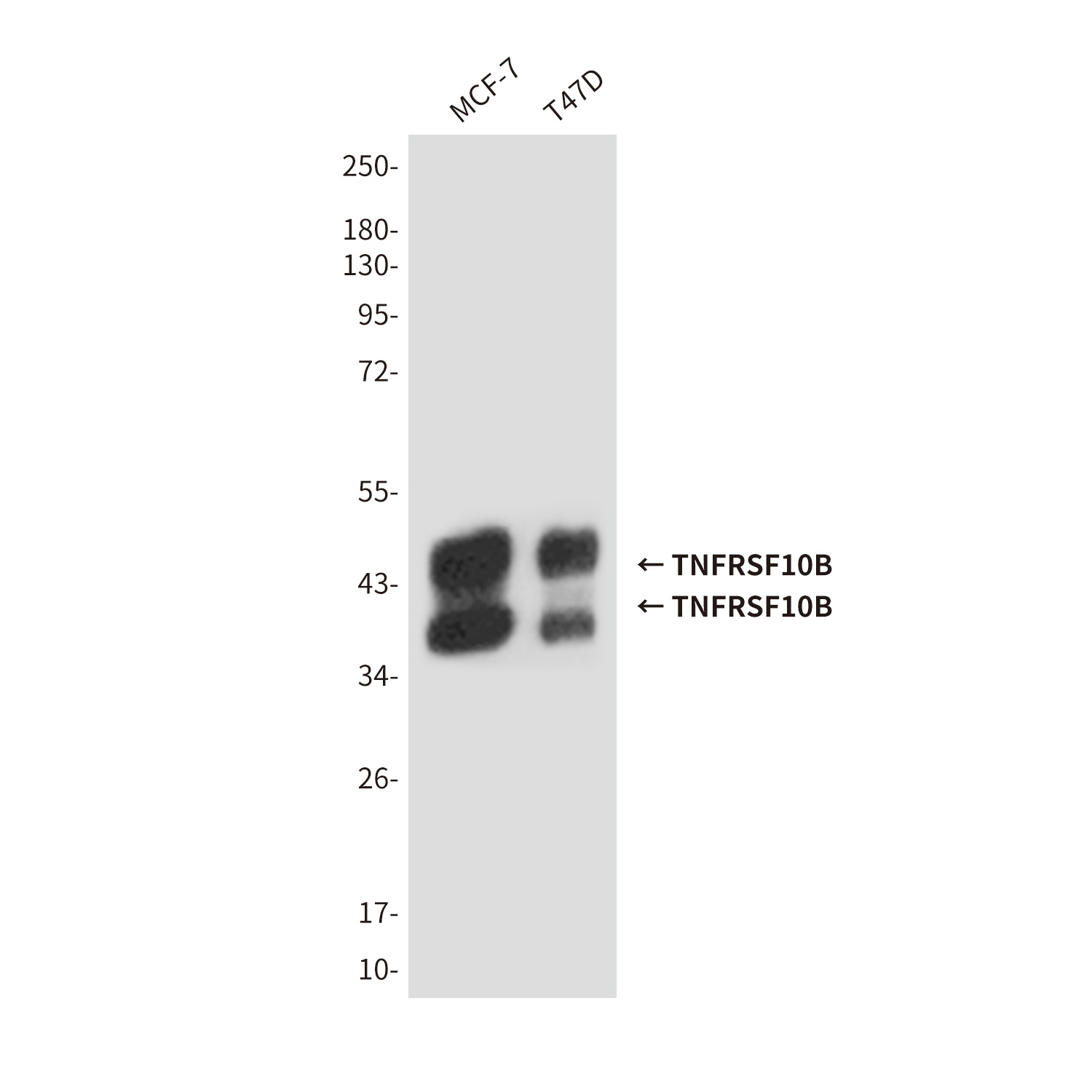 TNFRSF10B Antibody