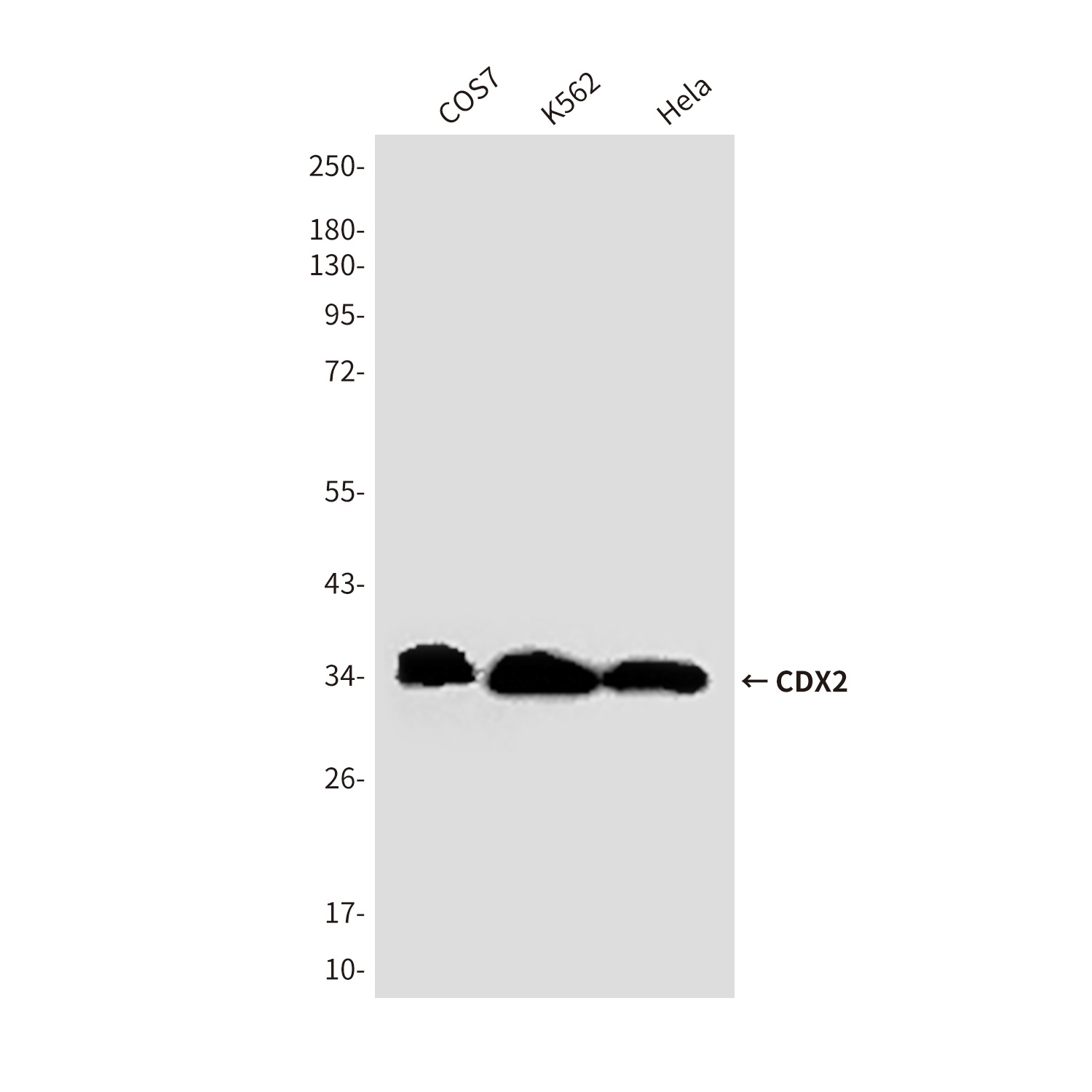 CDX2 (4F12) Mouse mAb