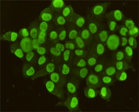 CDX2 (4F12) Mouse mAb