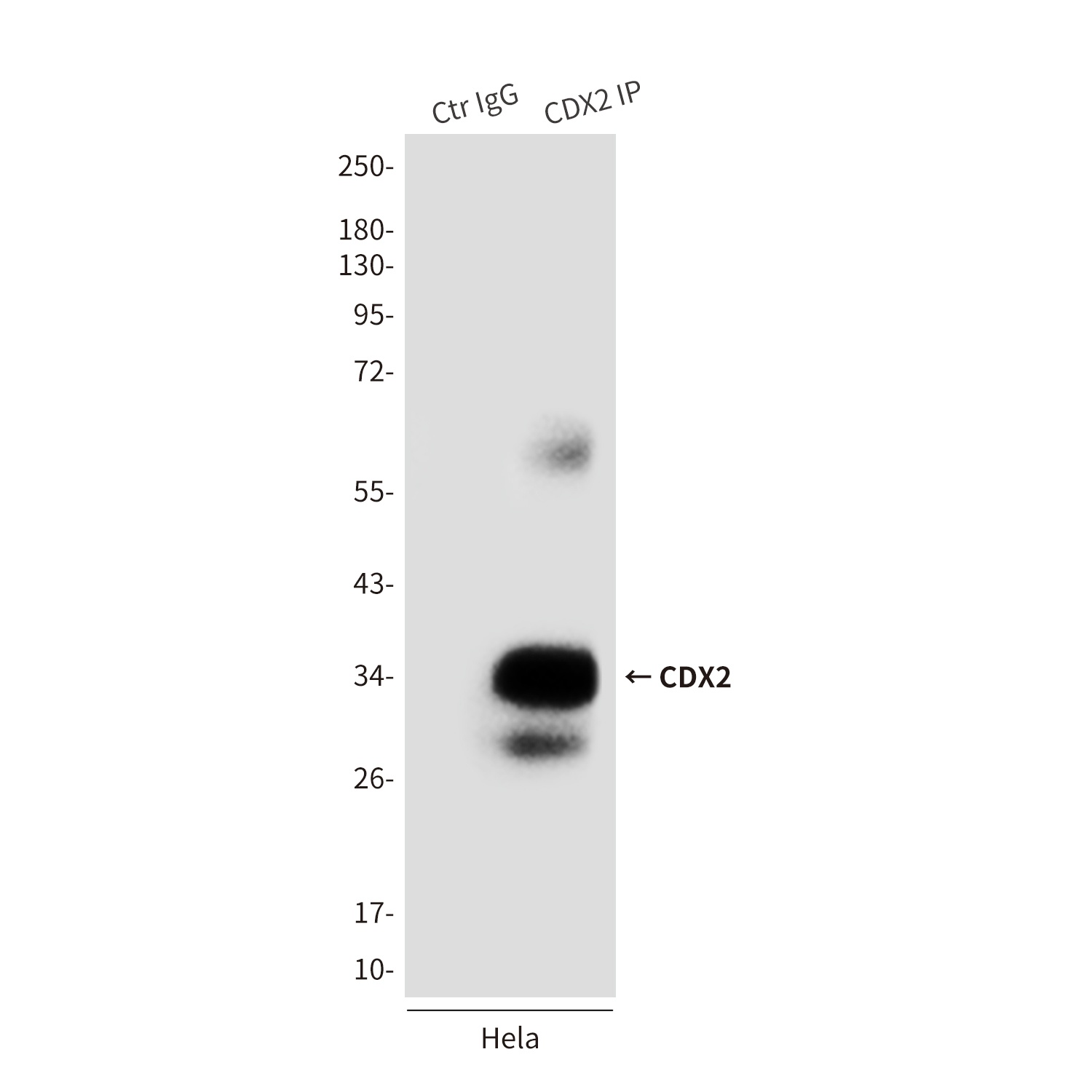 CDX2 (4F12) Mouse mAb