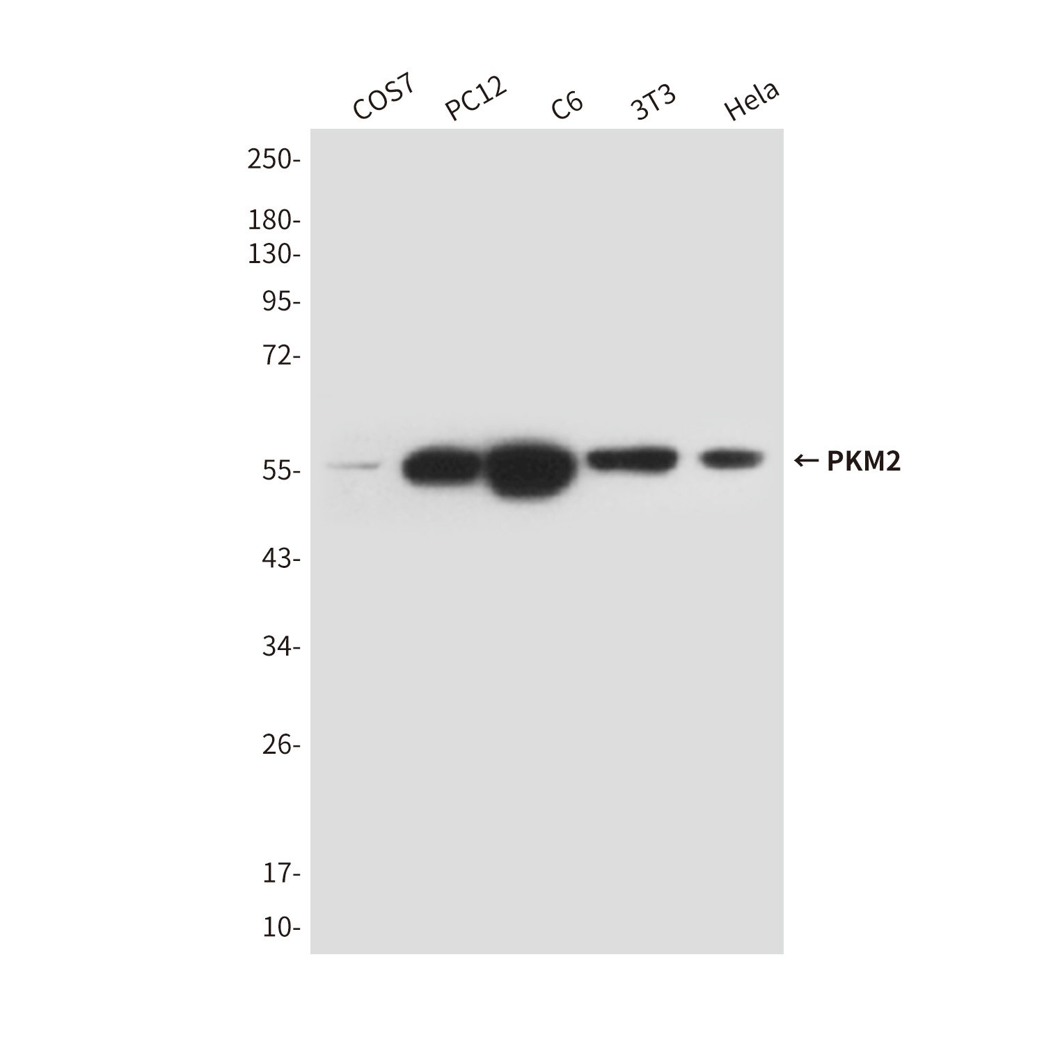 PKM2 (1A7) Mouse mAb
