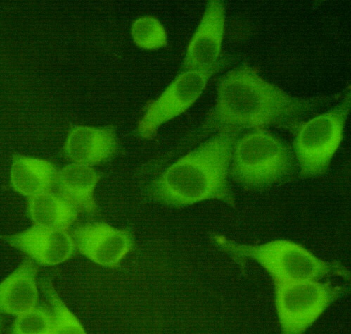 PKM2 (1A7) Mouse mAb