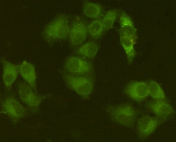 JAK1 (8B8) Mouse mAb