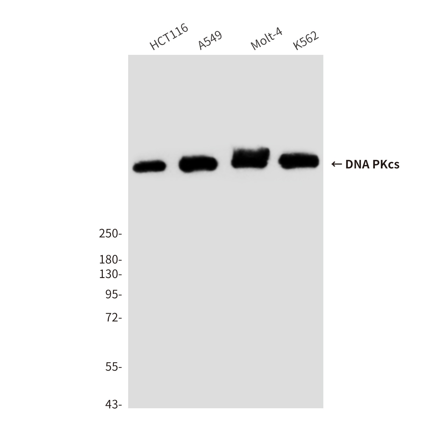 DNA PKcs (8D3) Mouse mAb