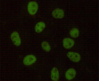 PRKDC Antibody