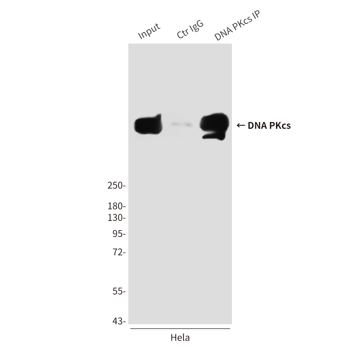 DNA PKcs (6D1) Mouse mAb