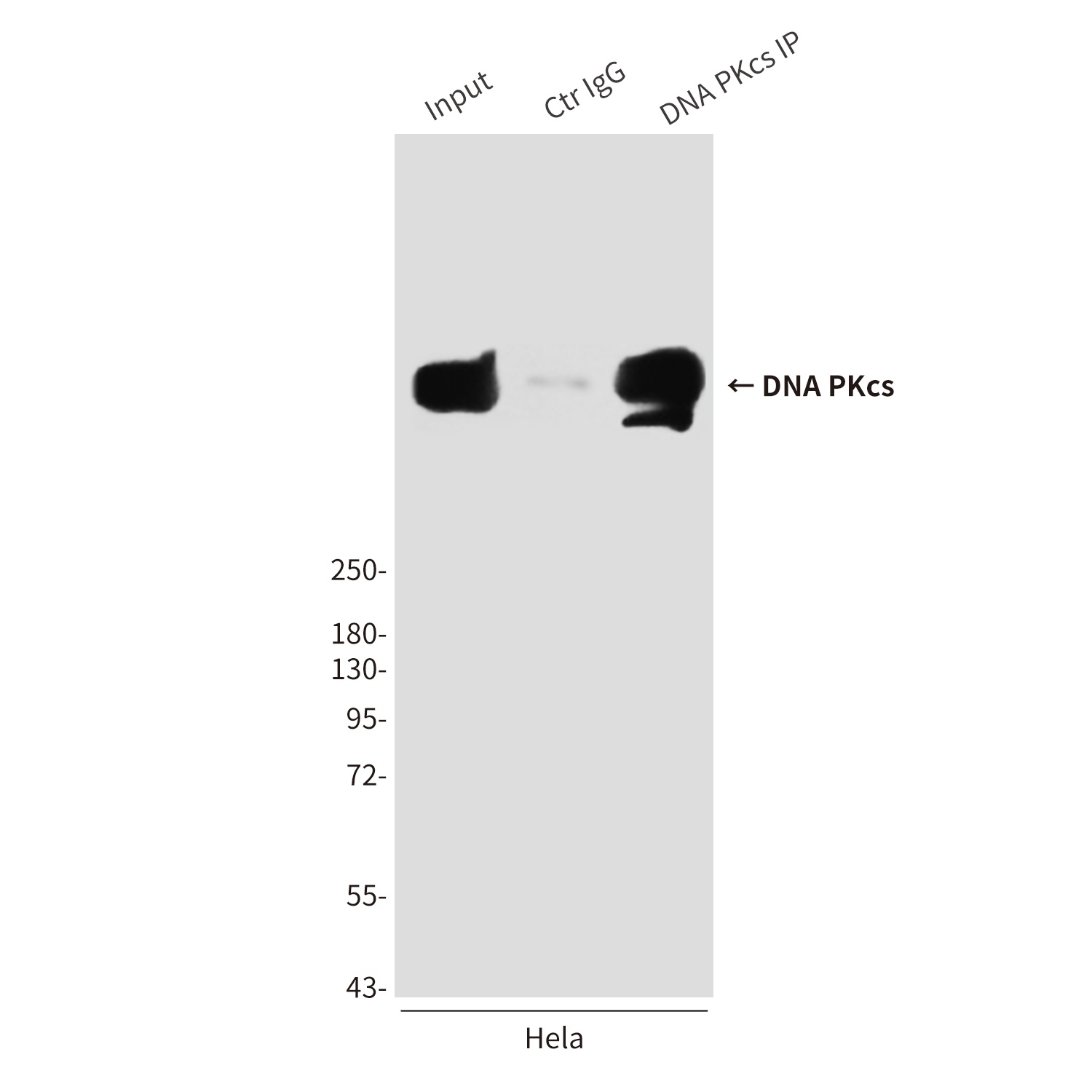 PRKDC Antibody