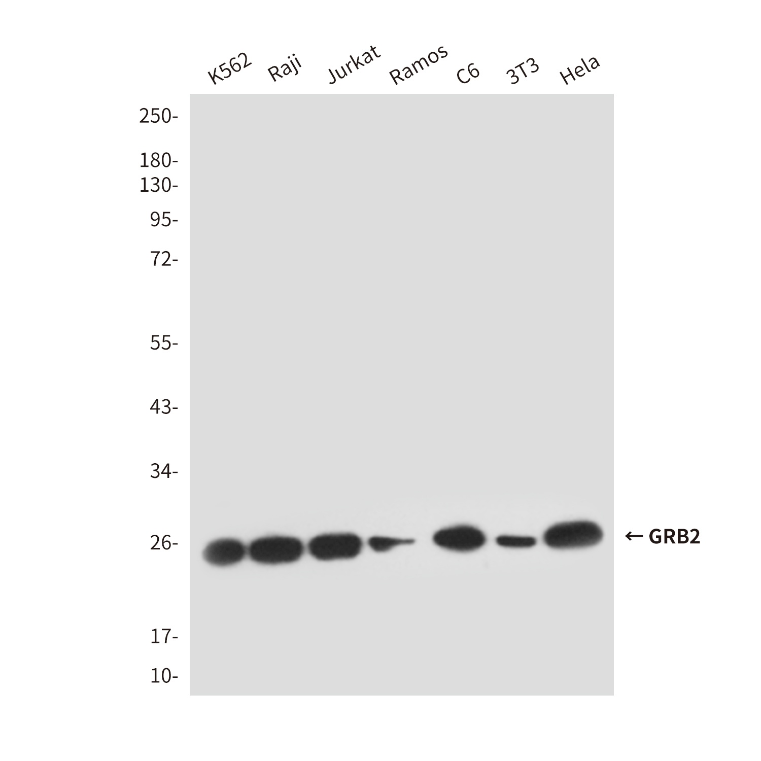 GRB2 Antibody