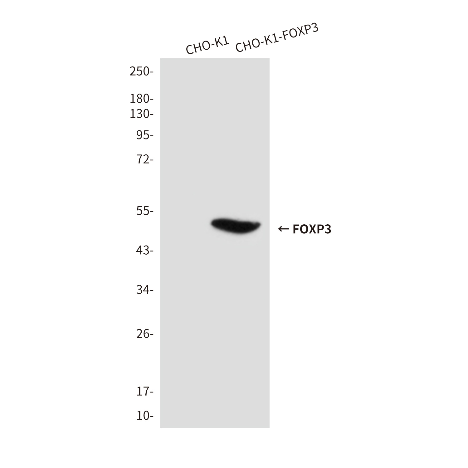 FOXP3 Mouse (7H9) mAb