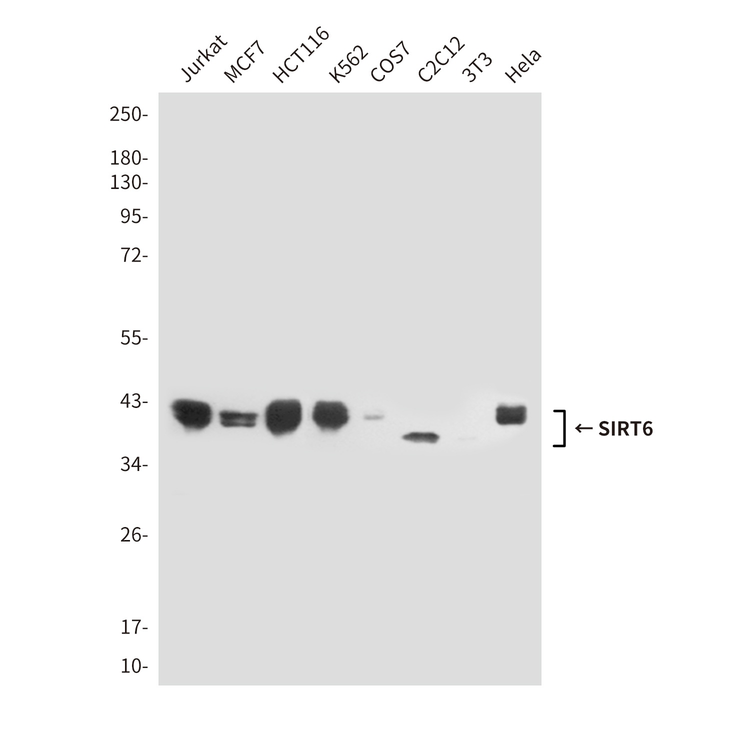 SIRT6 (6C9) Mouse mAb