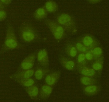 SIRT6 (6C9) Mouse mAb