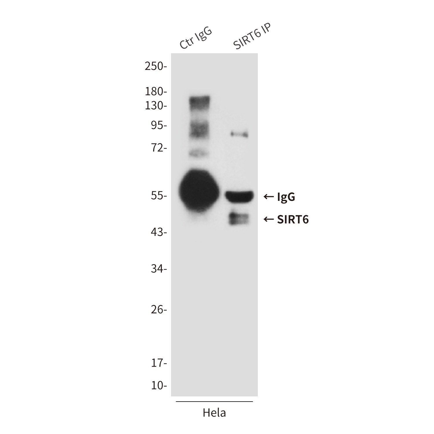 SIRT6 (6C9) Mouse mAb