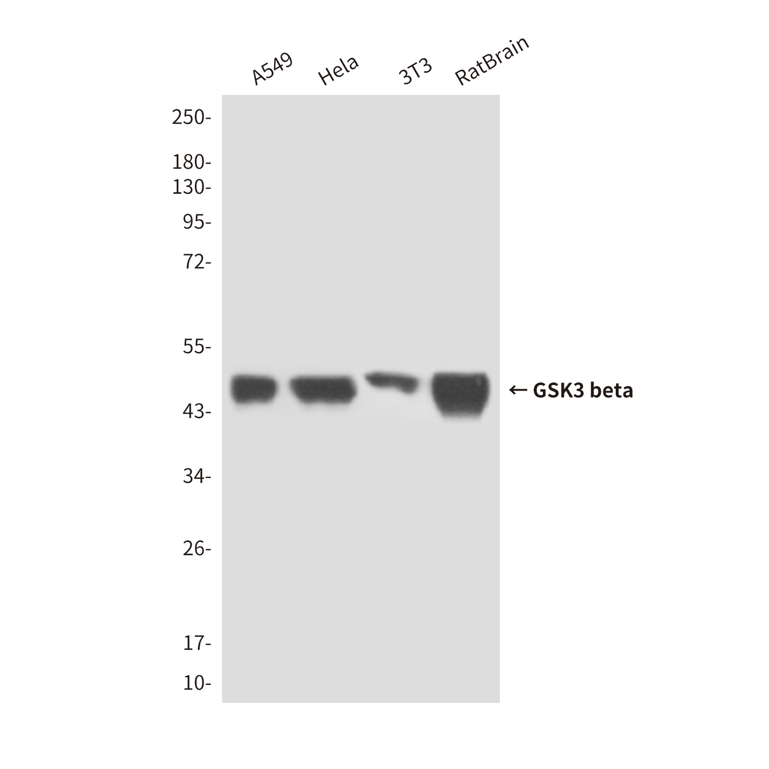 GSK3 beta (2E6) Mouse mAb