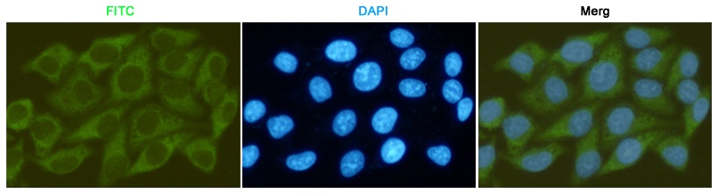 GSK3 beta (2E6) Mouse mAb